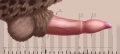 Thumbnail for version as of 14:11, 10 January 2017