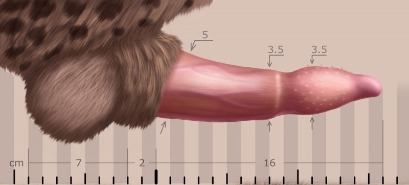 File:CaitianPenis.jpg