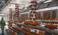 Thumbnail for version as of 23:14, 16 August 2020