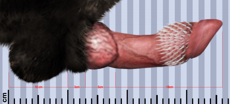 File:Kzinti penis.png